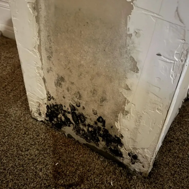 Professional Mold Removal in Robins Air Force Base, GA
